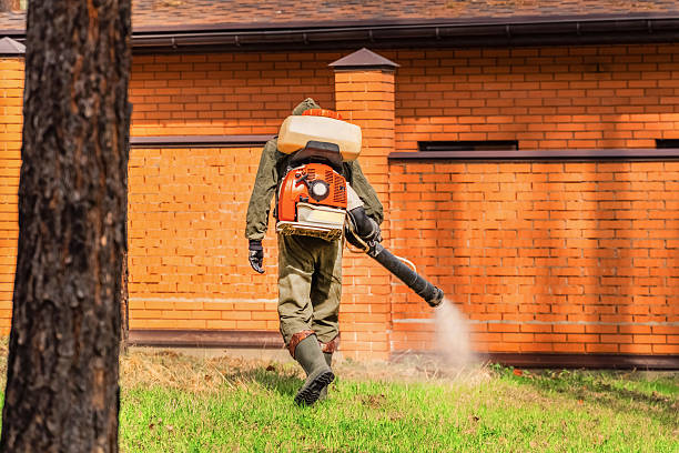 Trusted Ant Control service in West Chicago, IL - Nex Pest Control